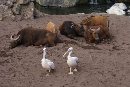 Great White Pelican and African Forest Buffaloの写真素材