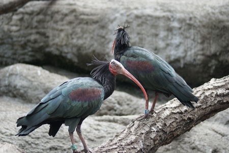 Waldrapp Ibis - Geronticus eremitaの写真素材