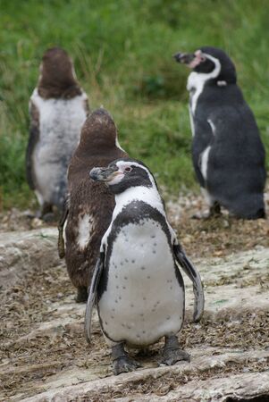 Close-up image of Humboldt Penguin - Spheniscus humboldtiの写真素材