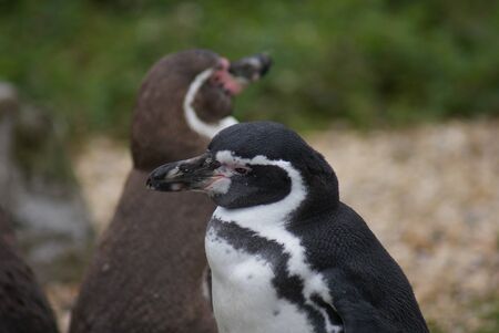 Close-up image of Humboldt Penguin - Spheniscus humboldtiの写真素材