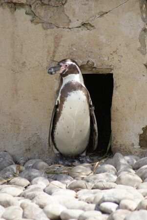 Close-up image of Humboldt Penguin - Spheniscus humboldtiの写真素材