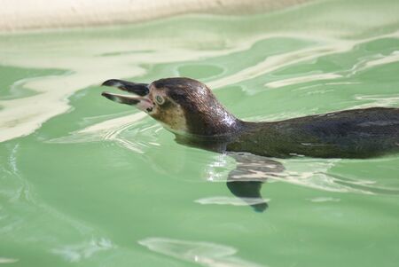 Close-up image of Humboldt Penguin - Spheniscus humboldtiの写真素材