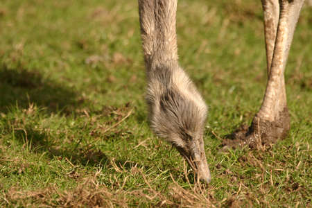 Common Rhea - Rhea americanaの写真素材