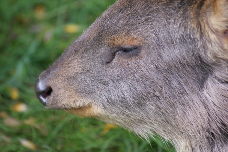 World's Smallest Deer - Chilean Pudu - Pudu pudaの写真素材