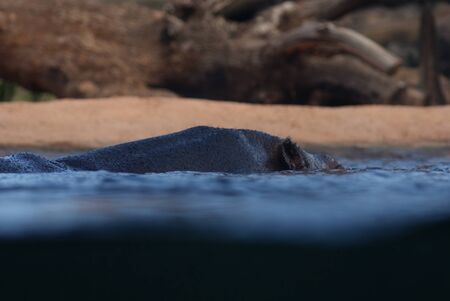 Hippopotamus - Hippopotamus amphibiusの写真素材