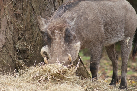 Warthog - Phacochoerus africanusの写真素材
