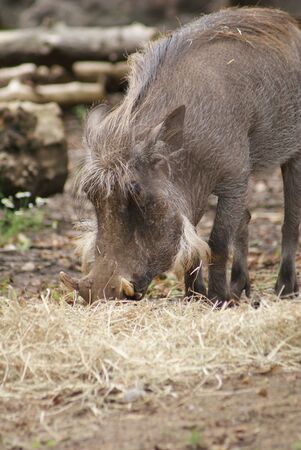 Warthog - Phacochoerus africanusの写真素材