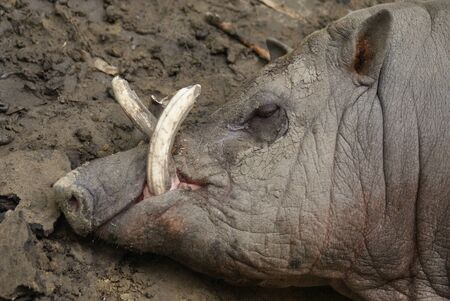 Buru Babirusa - Babyrousa babyrussaの写真素材