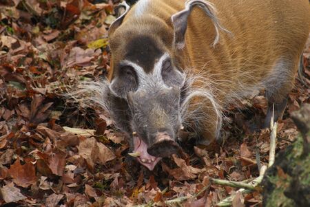Red River Hog - Potamochoerus porcusの写真素材