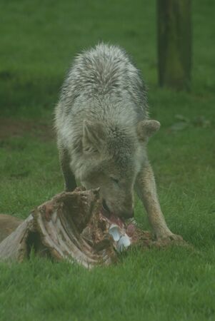 Canadian Timber Wolf - Canis lycaonの写真素材