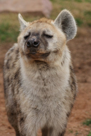 Wild Spotted / Laughing Hyena - Crocuta crocutaの写真素材