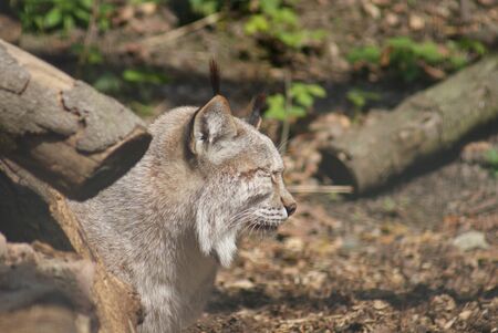 Eurasian Lynx - Lynx lynx