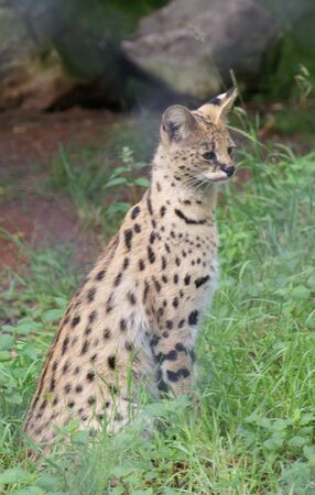 Serval - Leptailurus servalの写真素材