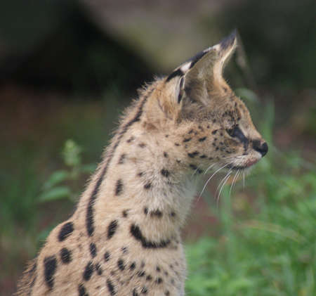 Serval - Leptailurus serval