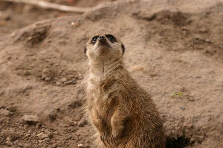 Close-up image of a Meerkat - Suricata suricattaの写真素材