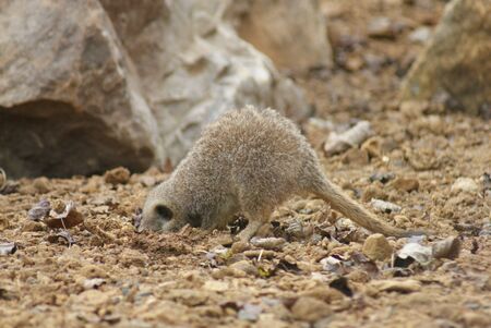 Close-up image of a Meerkat - Suricata suricattaの写真素材