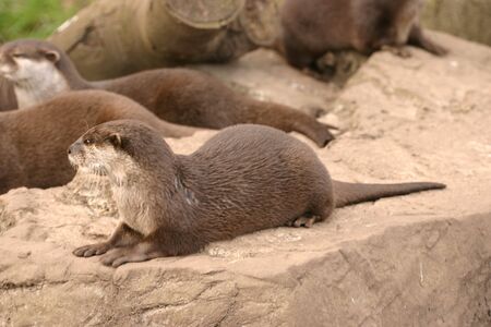 Oriental Small-clawed Otter - Aonyx Cinereaの写真素材