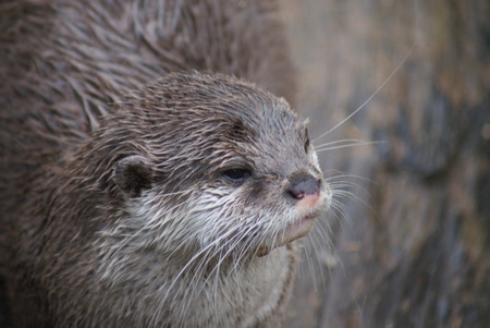 Oriental Small-clawed Otter - Aonyx Cinereaの写真素材