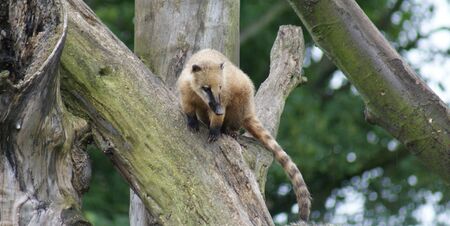 Coati - Nasua nasua