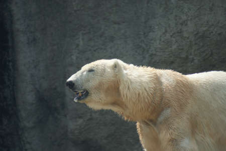 Polar Bear - Ursus maritimusの写真素材