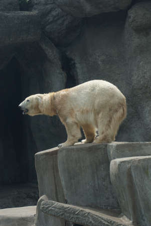 Polar Bear - Ursus maritimusの写真素材