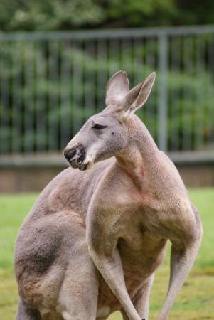 Red Kangaroo - Macropus rufusの写真素材