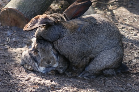 European Rabbit - Oryctolagus cuniculusの写真素材