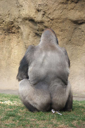 Western Lowland Gorilla - Gorilla gorilla gorilla - Silverbackの写真素材