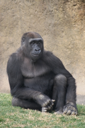 Western Lowland Gorilla - Gorilla gorilla gorillaの写真素材