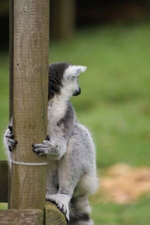 Ring-tailed Lemur - Lemur catta