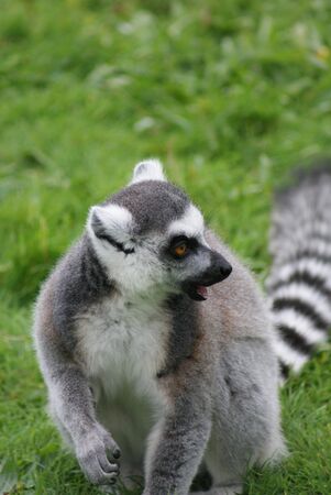 Ring-tailed Lemur - Lemur cattaの写真素材