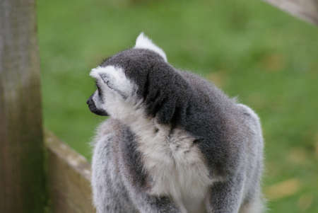 Ring-tailed Lemur - Lemur catta