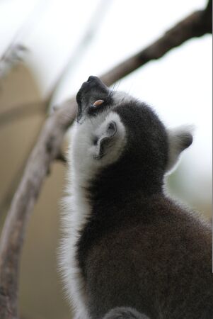 Ring-tailed Lemur - Lemur cattaの写真素材