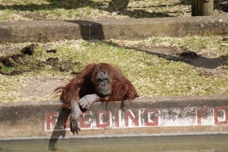 Bornean Orangutan - Pongo pygmaeus - Forbiddenの写真素材