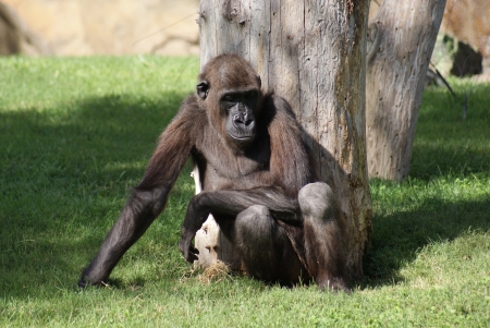 Western Lowland Gorilla - Gorilla gorilla gorillaの写真素材