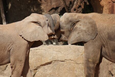 African Bush Elephant - Loxodonta africana - Love in the airの写真素材