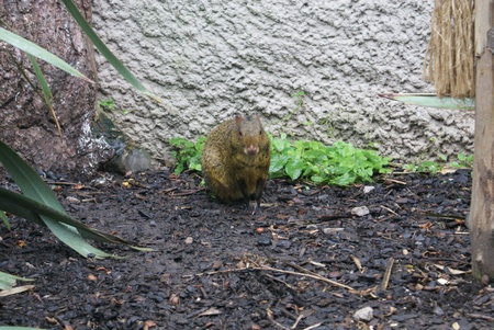 Azara's Agouti - Dasyprocta azarea