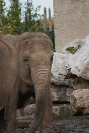 Asian Elephant - Elephas maximus