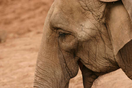 Asian Elephant - Elephas maximus