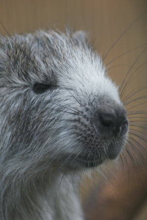 Cuban Hutia - Capromys piloridesの写真素材