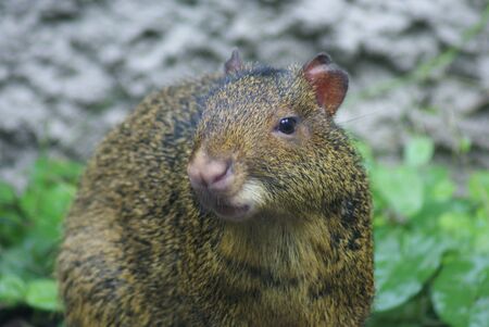 Azara's Agouti - Dasyprocta azareaの写真素材
