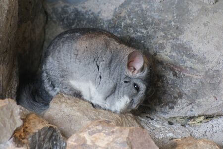 Long-tailed Chinchilla - Chinchilla lanigeraの写真素材