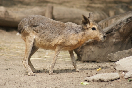Patagonian Mara - Dolichotis patagonumの写真素材