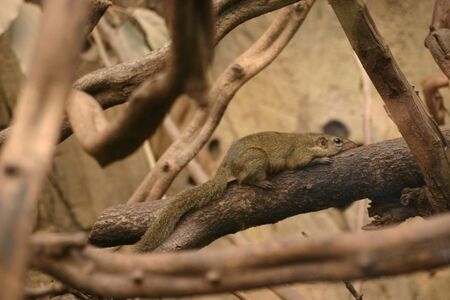 Belanger's Tree Shrew - Tupaia belangeriの写真素材