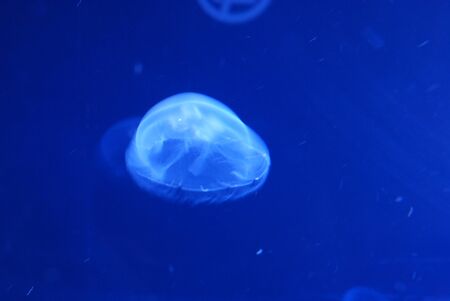 Medusa Jellyfishのeditorial素材