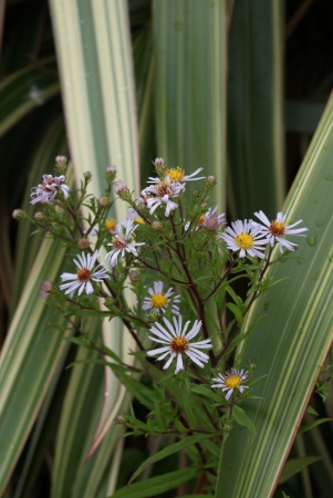 A wild growing daisyのeditorial素材