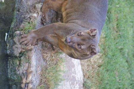 Fossa - Cryptoprocta ferox - Madagascarの写真素材