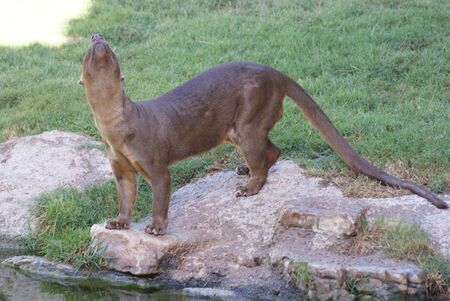 Fossa - Cryptoprocta ferox - Madagascarの写真素材