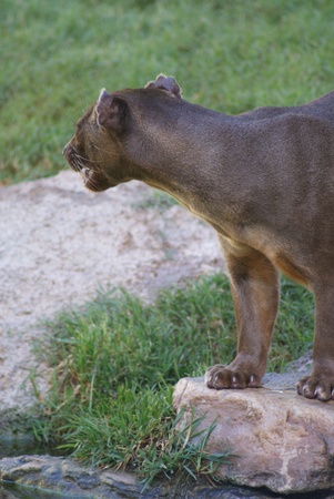 Fossa - Cryptoprocta ferox - Madagascarの写真素材