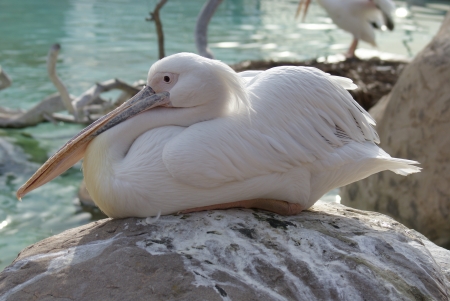 Great White Pelican - Pelecanus onocrotalusの写真素材